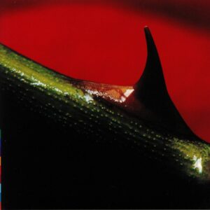 Nusrat Fateh Ali Khan & Michael Brook ‎- Night Song - LPRW 50 - New Release English LP Vinyl